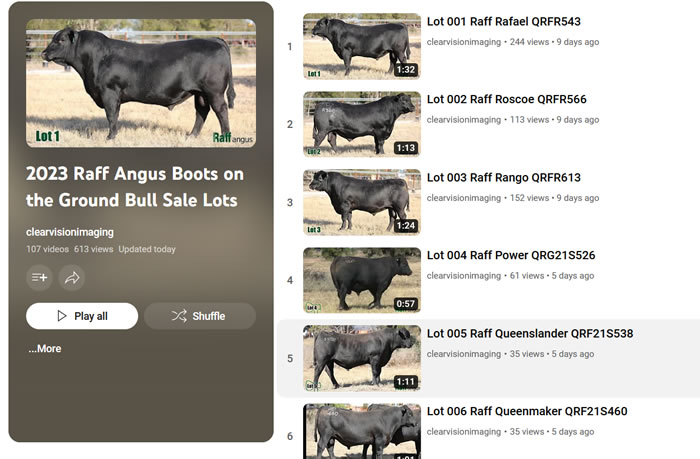 Raff Angus Bull Sale 2023