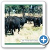 2001 First sale in Australia to sell all Yearling Bulls