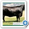 2006 purchased 4 cows in the Hoff dispersal sale - Hoff Blackbird